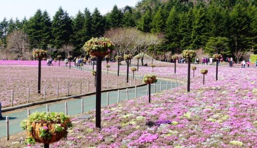 富士芝桜まつりに行ってきた！富士山をバックに色とりどりの芝桜が綺麗だったぞ！